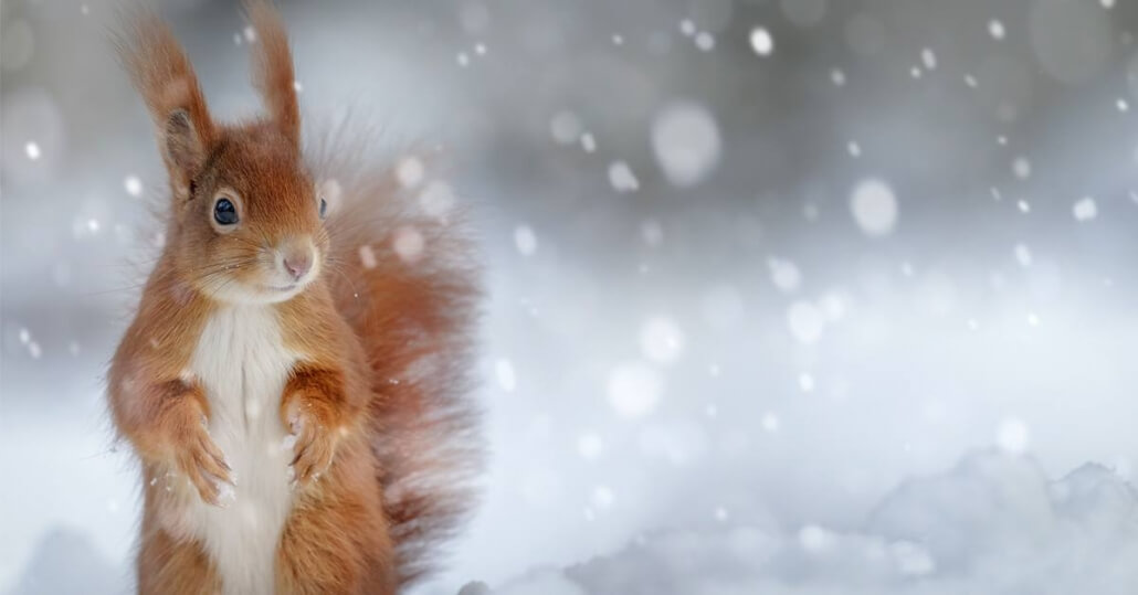 Tiere im Winter » Tipps & Ideen für ein ökologisches Unterrichtsprojekt