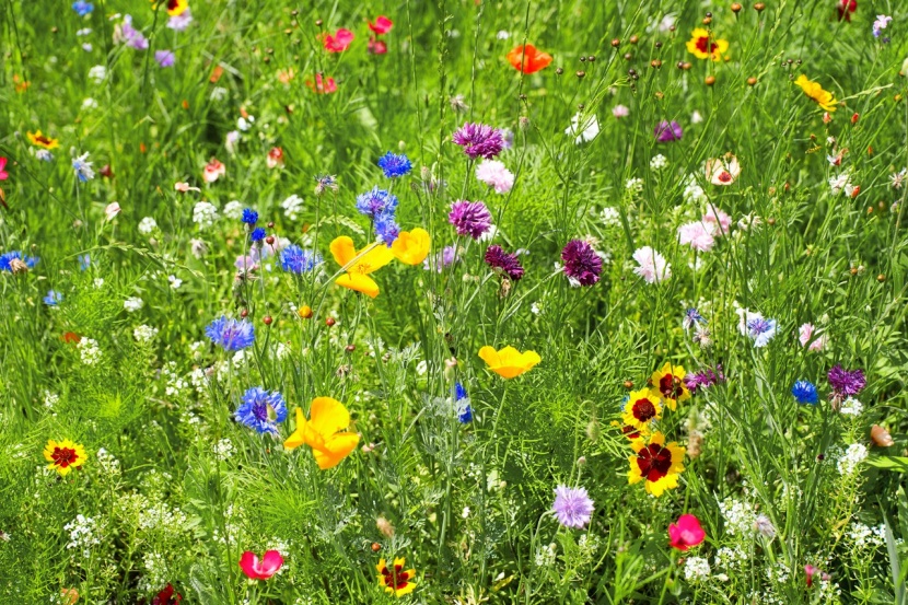 Rasen in eine Blumenwiese umwandeln