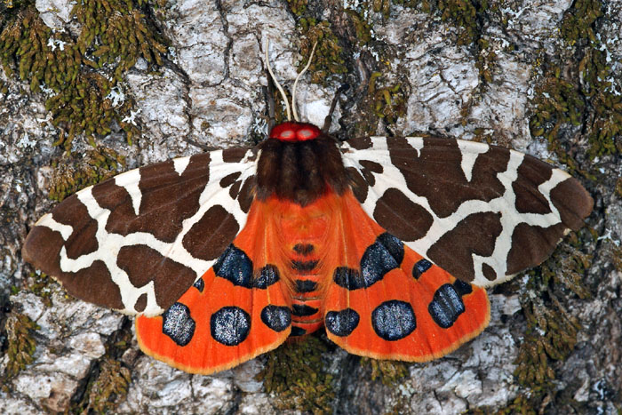 Brauner Bär ist Schmetterling des Jahres 2021