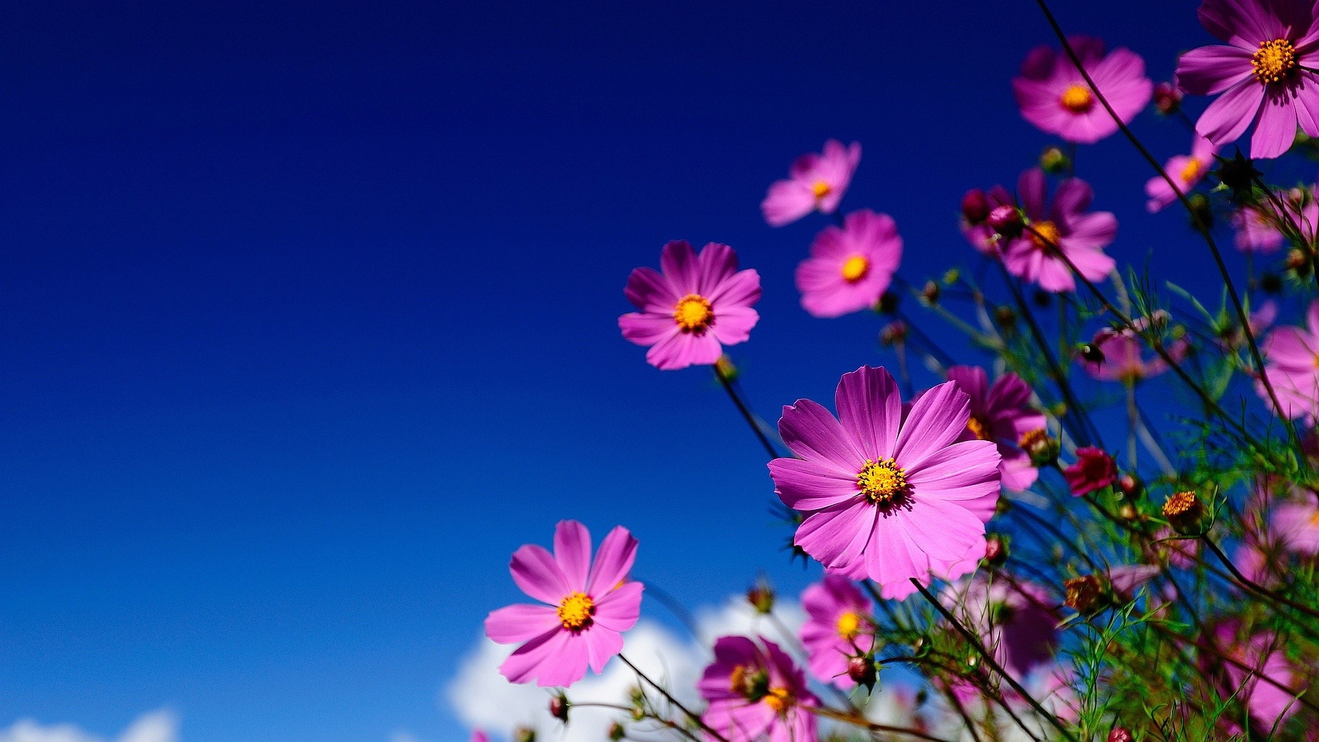 Die 91+ Besten Blumen Hintergrundbilder HD