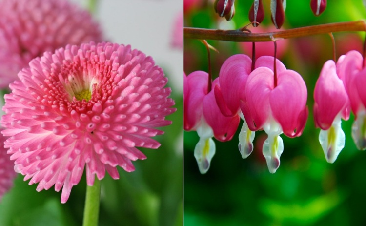 Diese Blumenarten von A-Z mit Bild verschönern Haus & Garten - Teil 2