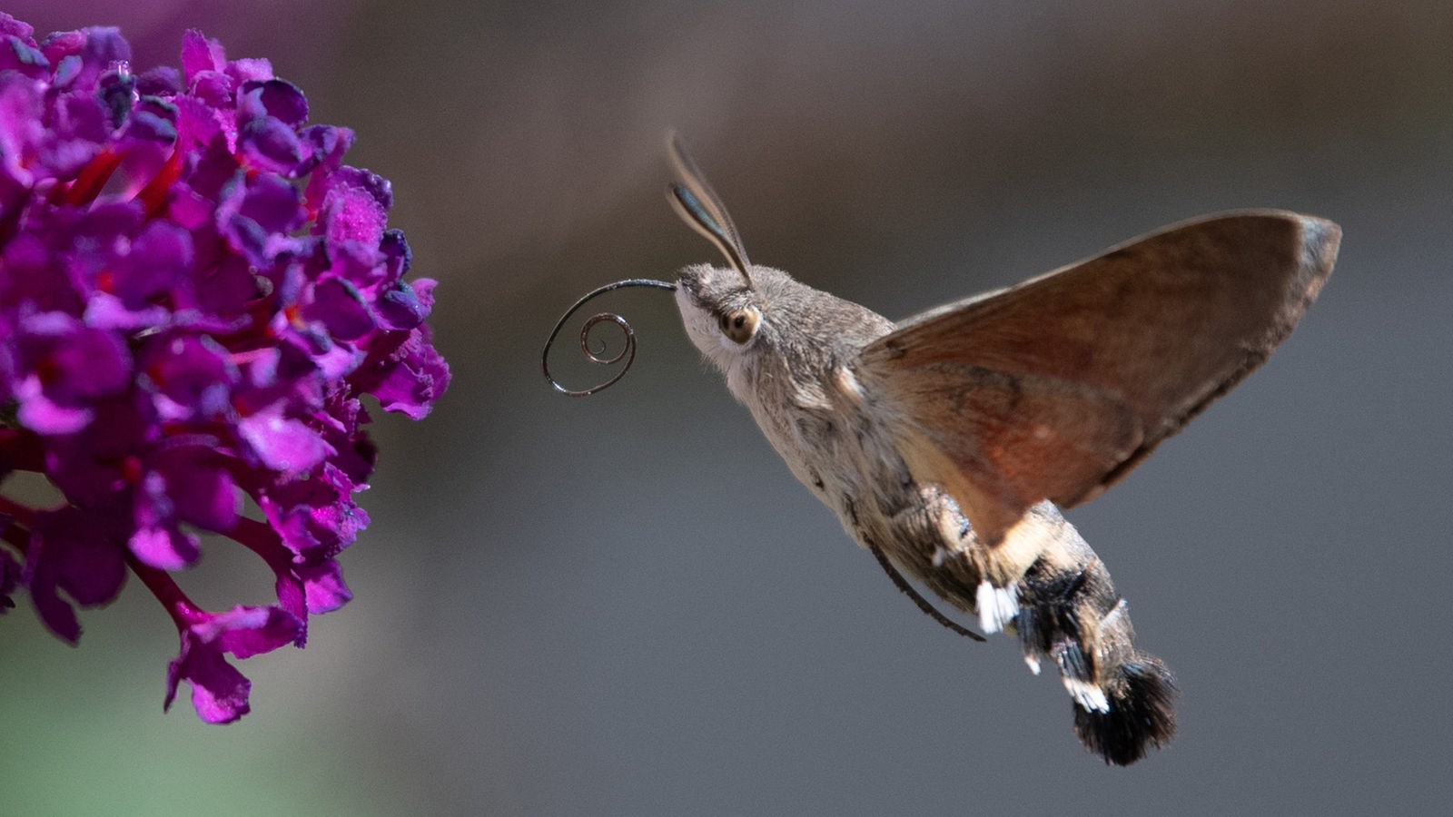 Heimische Schmetterlingsarten - Schmetterlinge - Insekten und