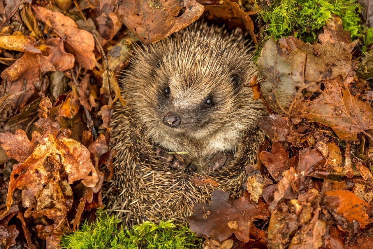 Warum halten Igel einen Winterschlaf?