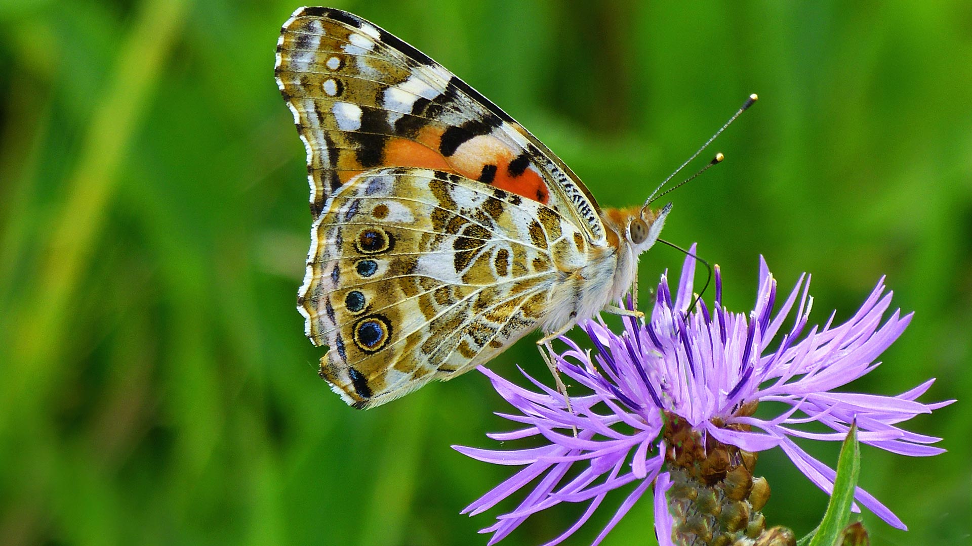 Schmetterlinge beobachten – Natur entdecken – BUND e.V.