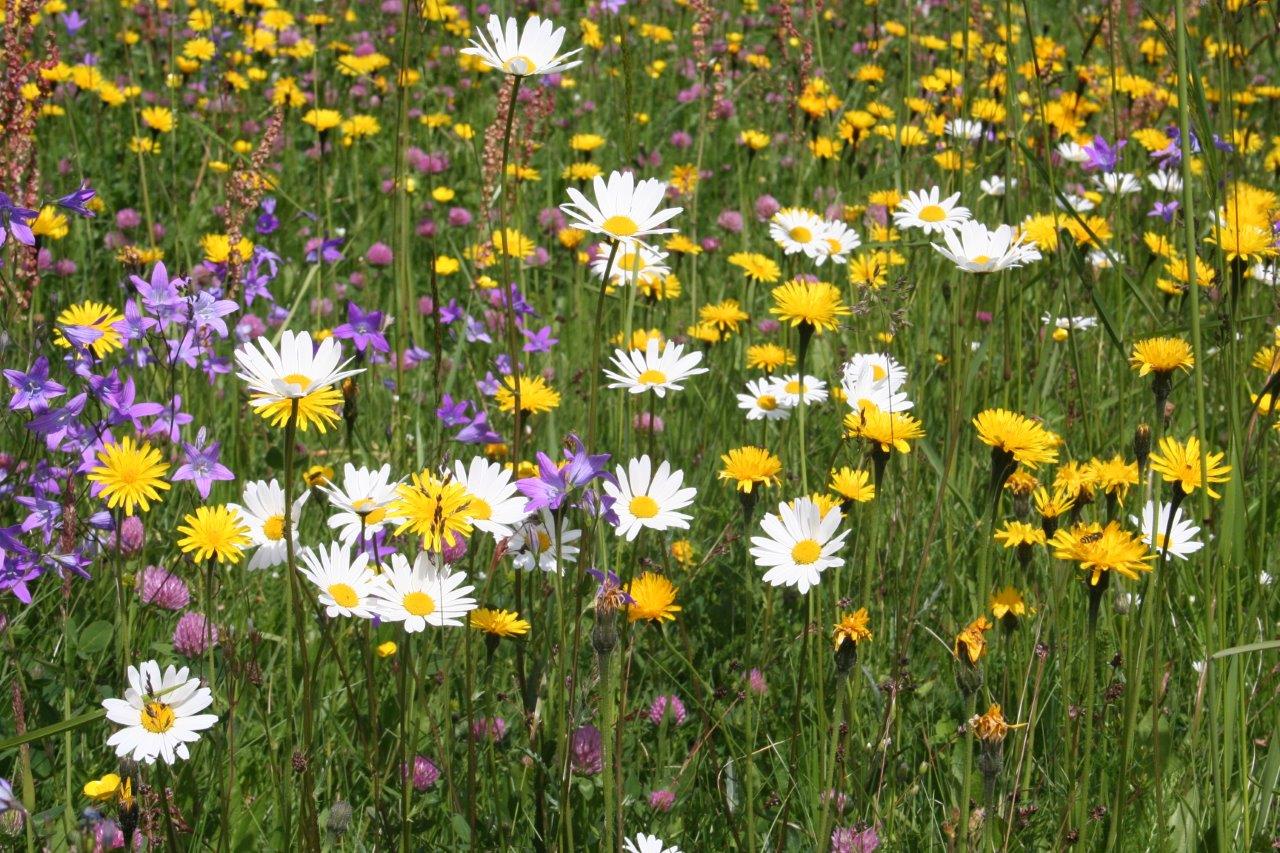 Was englischer Rasen und Blumenwiese gemeinsam haben | Biorama