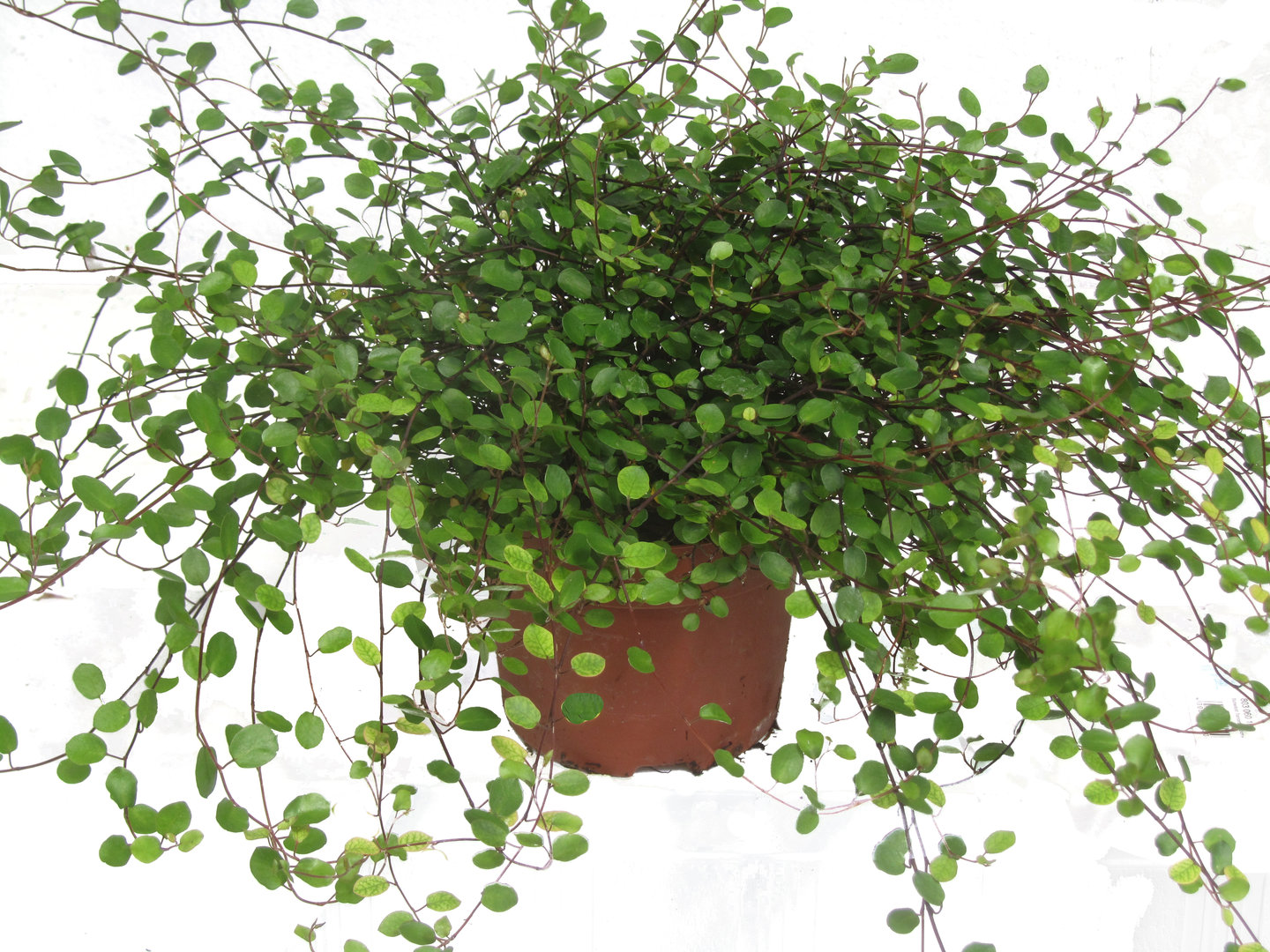 Mühlenbeckia Axillaris Winterhart - die schonsten blumenbilder