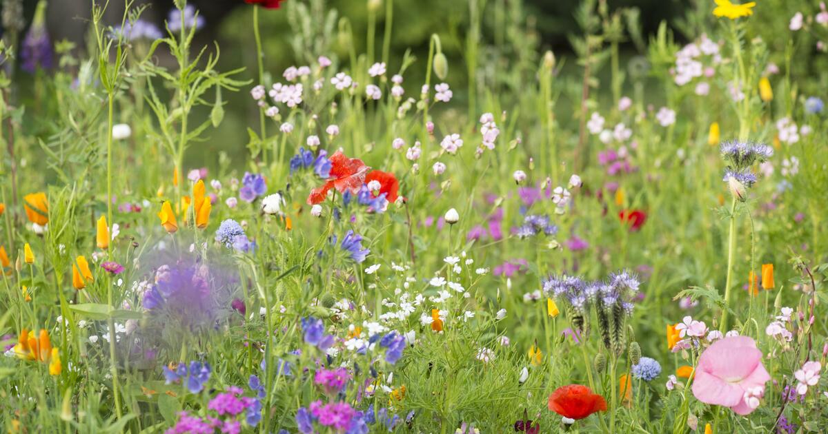 Blumenwiesen anlegen und pflegen - Mein schöner Garten