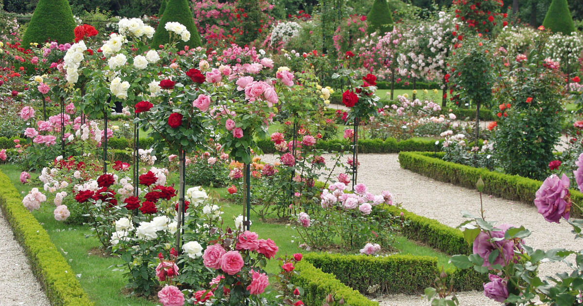 Rosen: Pflanzen, Pflege, Krankheiten - Mein schöner Garten