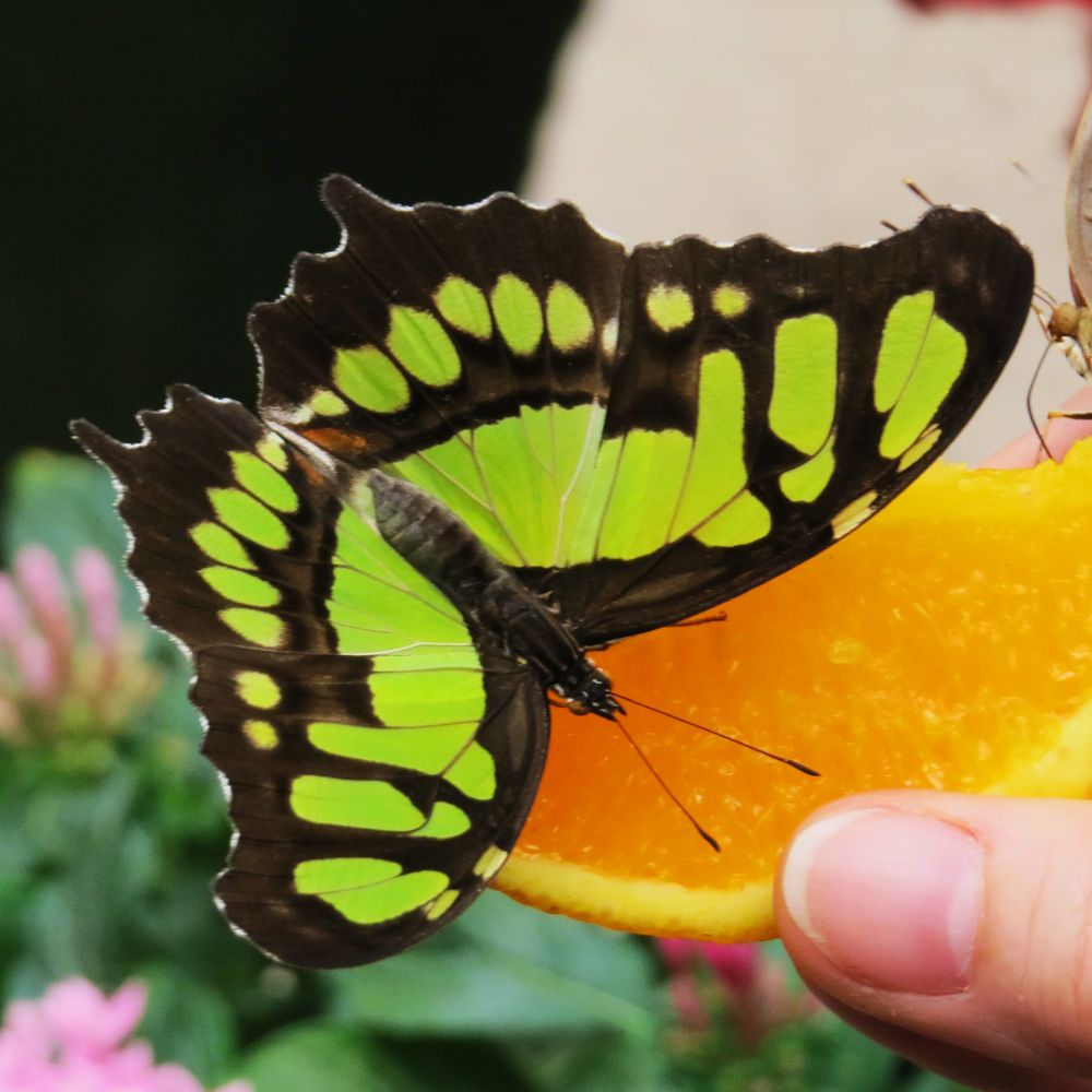 Tropischer Schmetterling im botanischen Garten Augsburg, 4 Foto & Bild