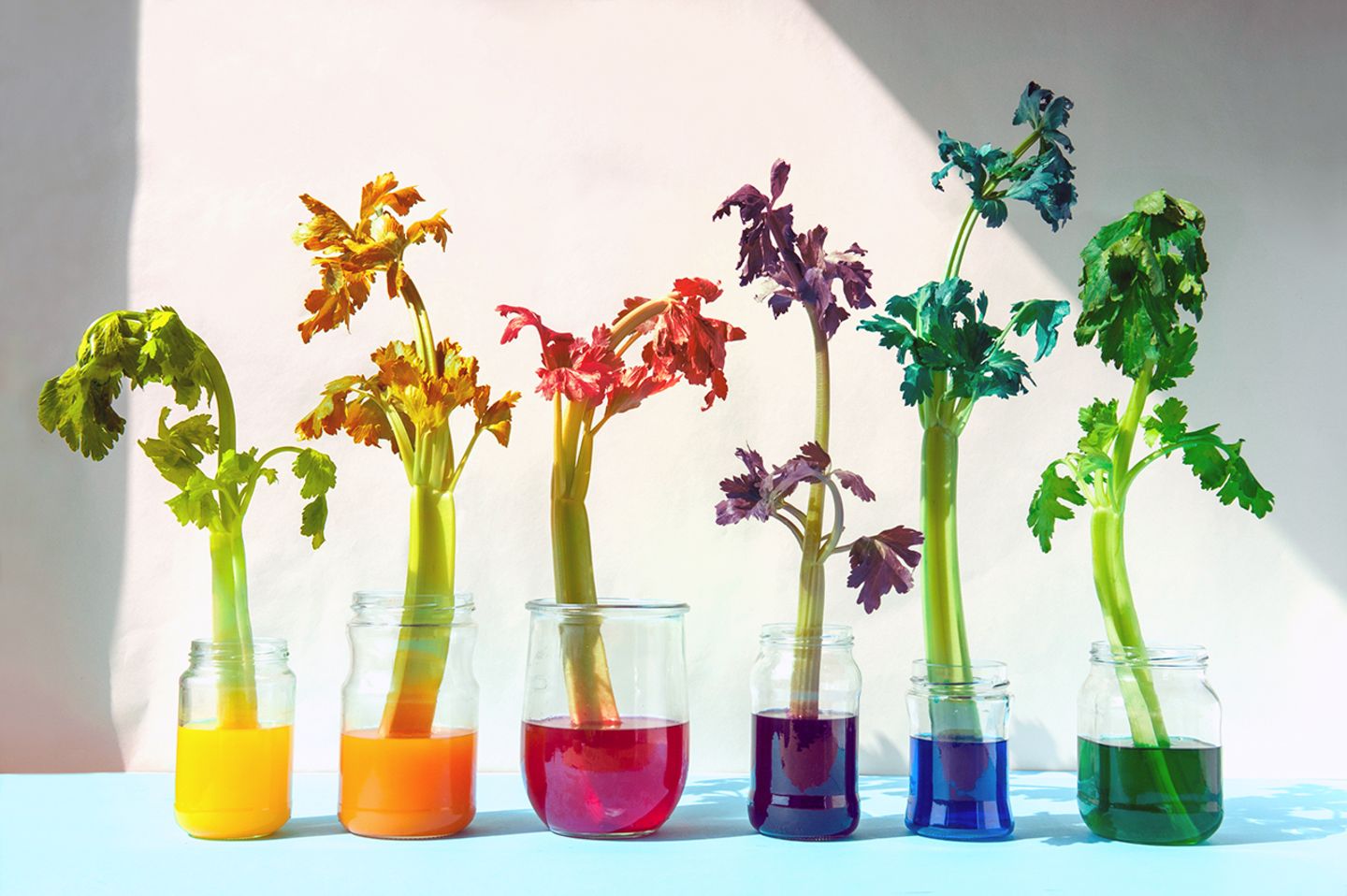 Experiment: Pflanzen färben - [GEOLINO]