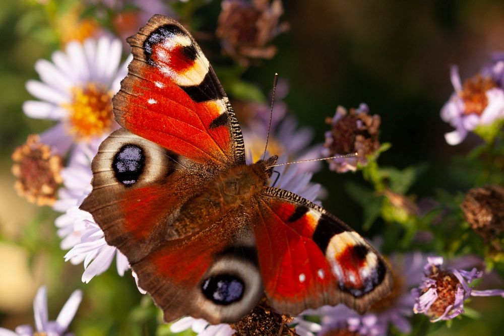 Schmetterlinge am 26.10.2019 6 Foto & Bild | tiere, wildlife