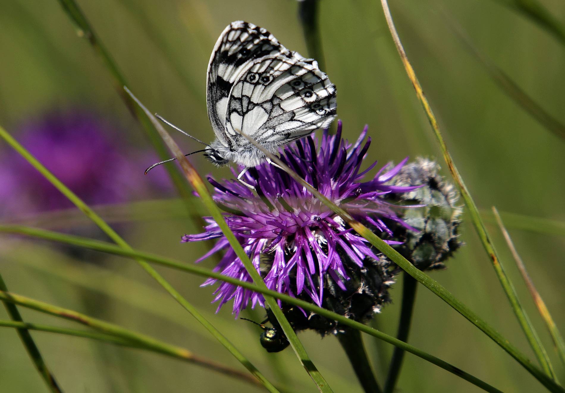 Seltene Schmetterlinge haben im Kreis Höxter ein Refugium gefunden