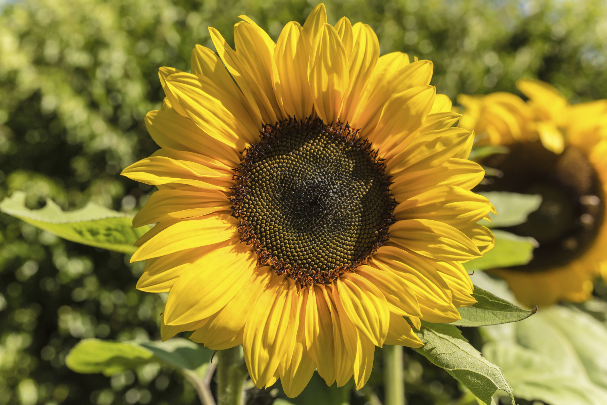 20 HQ Photos Wann Sonnenblumen Pflanzen - Sonnenblume Pflege Blüte