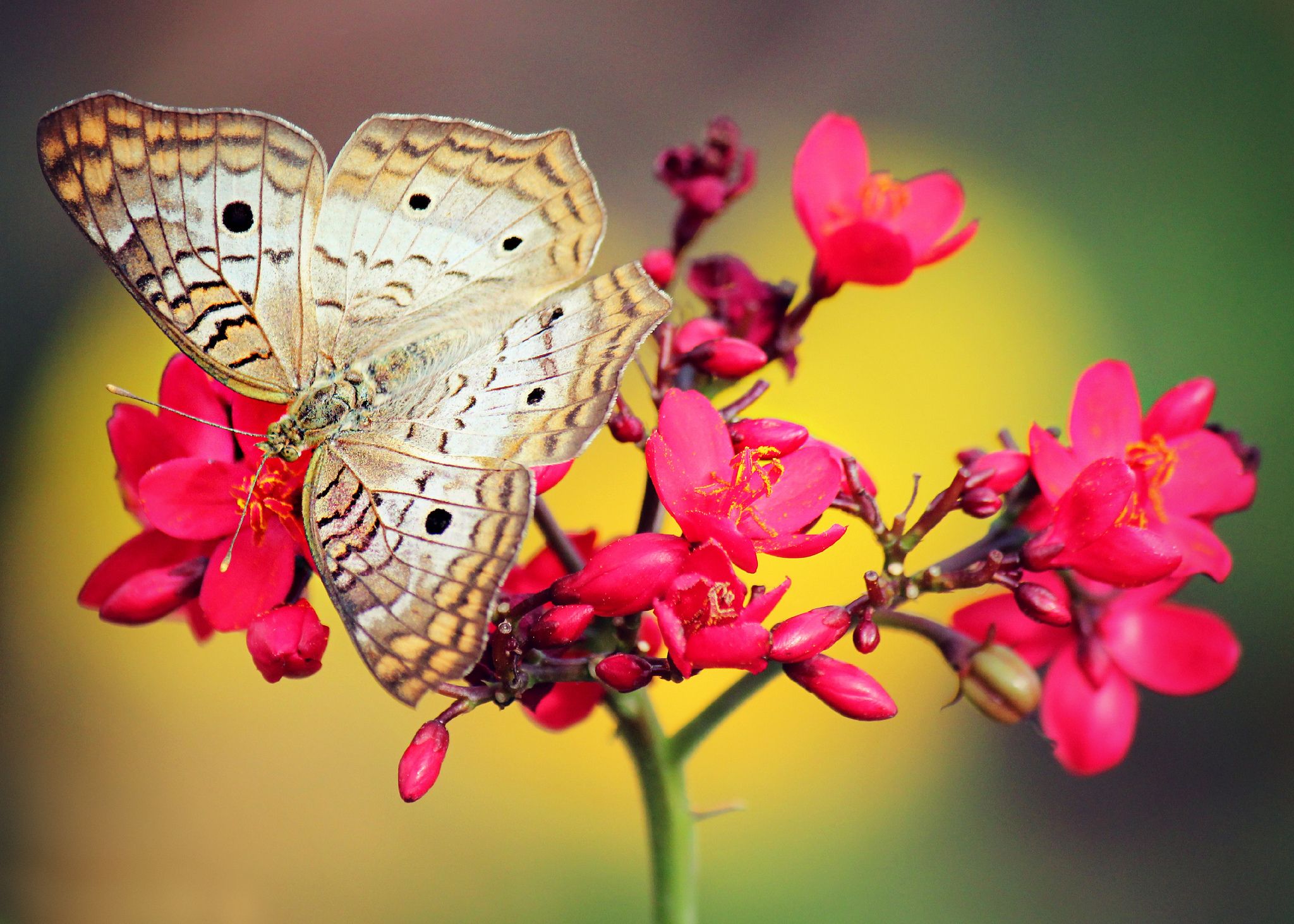 Schmetterling auf der Blume