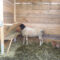 100_6278  Ziege, Schafe, Heuraufe Selber Bauen bestimmt für Heuraufe Selber Bauen