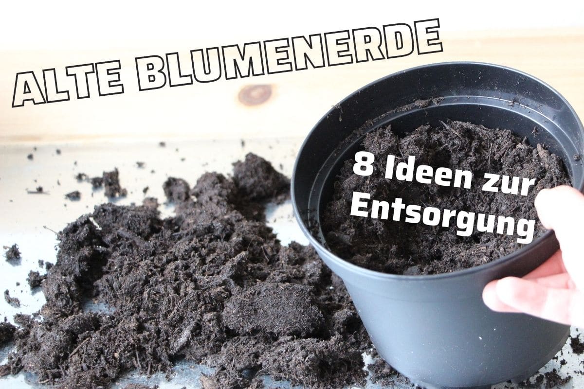 Erde entsorgen: wohin mit alter Blumenerde? - Gartenlexikon.de