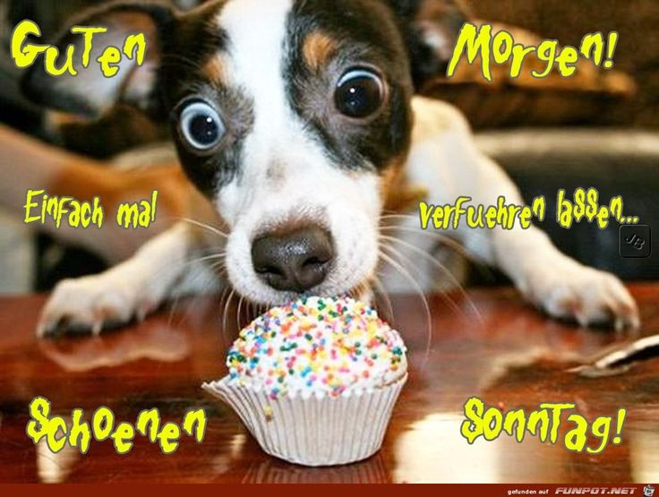 Beste 20 Geburtstagswünsche Hund - Beste Ideen Und Inspirationen innen Geburtstagswünsche Mit Hund