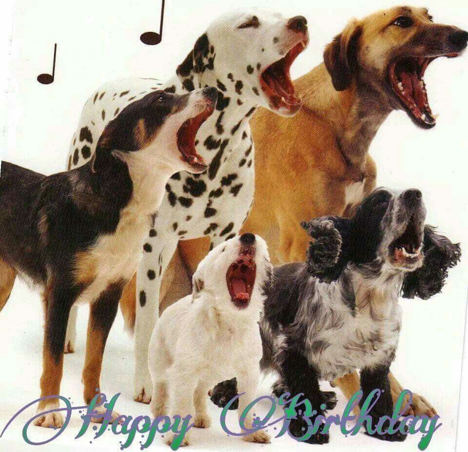 Birthday  Geburtstagswünsche Hund, Geburtstagswünsche, Geburtstag über Geburtstagswünsche Hund Kostenlos