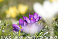 Coolphotos.de - Freitag - Ganz Liebe Freitagsgrüße! ganzes Freitagsgrüße Bilder Kostenlos