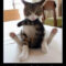 Da Guckste Wa?  Lustige Katzenbilder, Lustige Bilder, Lustige Tierbilder verwandt mit Sarkastisch Katzen Sprüche Lustig