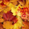 Download Bilder Für Das Handy: Hintergrund, Herbst, Blätter, Kostenlos bestimmt für Handy Hintergrundbilder Herbst