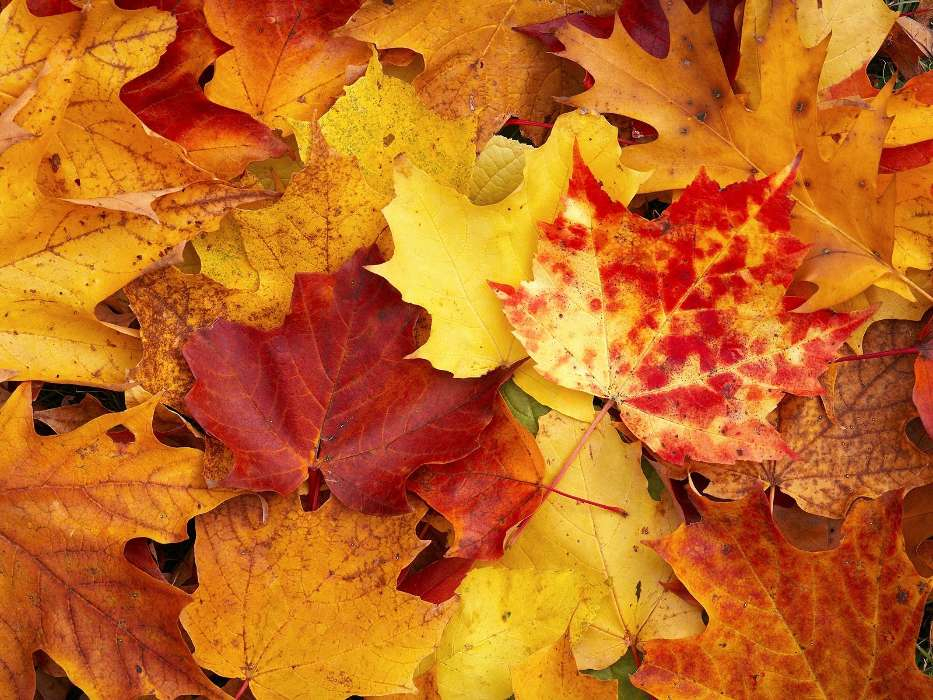 Download Bilder Für Das Handy: Hintergrund, Herbst, Blätter, Kostenlos bestimmt für Handy Hintergrundbilder Herbst