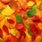Download Bilder Für Das Handy: Hintergrund, Herbst, Blätter, Kostenlos ganzes Handy Hintergrundbilder Herbst