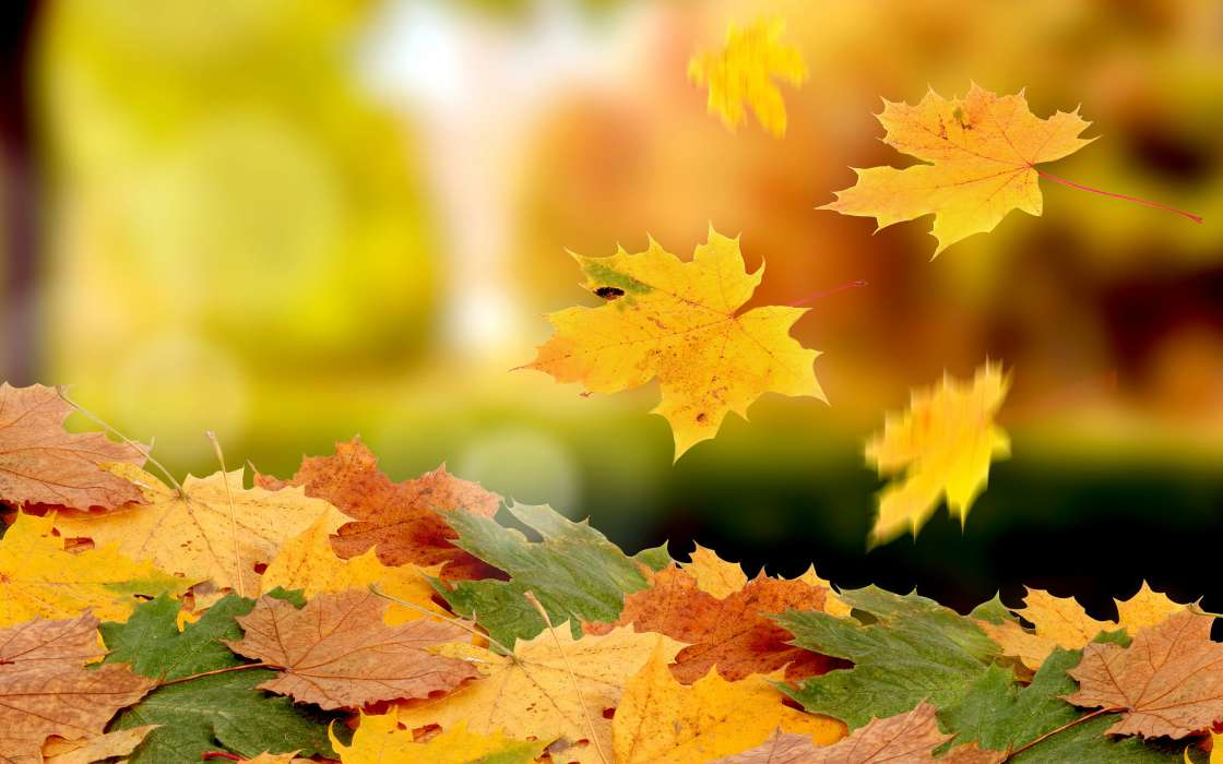 Download Bilder Für Das Handy: Hintergrund, Herbst, Blätter, Kostenlos über Handy Hintergrundbilder Herbst