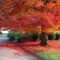 Download Bilder Für Das Handy: Landschaft, Bäume, Herbst, Kostenlos. 31938 über Handy Hintergrundbilder Herbst