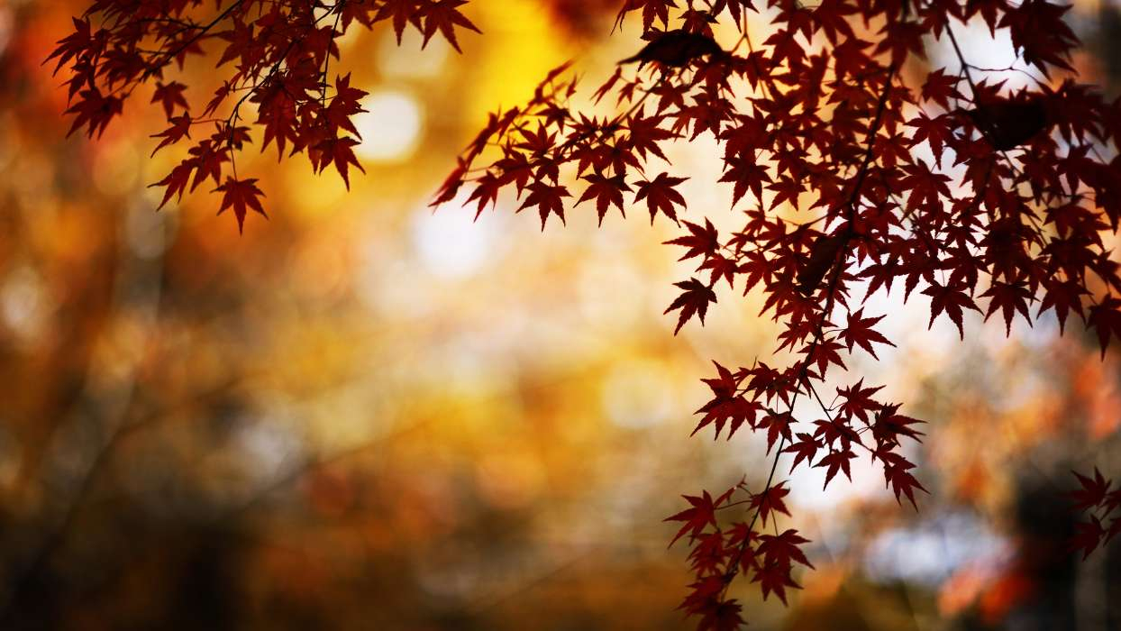 Download Bilder Für Das Handy: Pflanzen, Herbst, Blätter, Kostenlos. 29701 verwandt mit Handy Hintergrundbilder Herbst