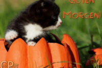 ᐅ Guten Morgen Bilder Herbst - Gb Pics - Gbpicsbilder in Guten Morgen Herbst Bilder Kostenlos