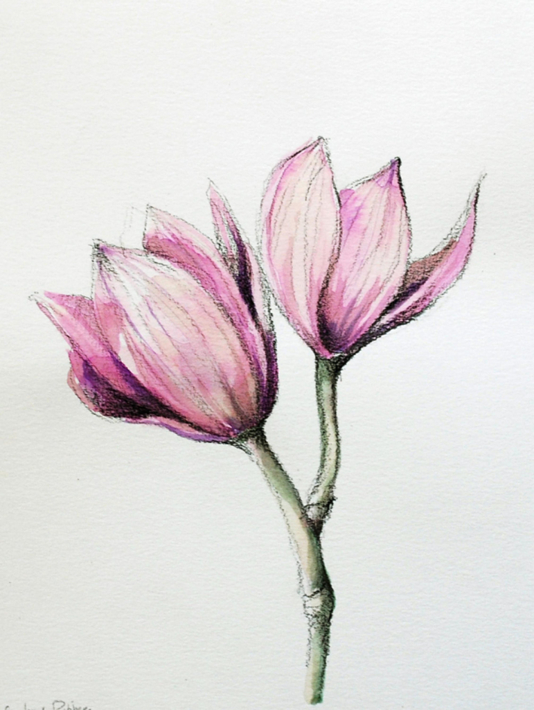Flower Colour Pencil Drawing At Getdrawings  Free Download für Bleistift Blumen Zeichnen