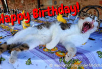 Geburtstagsgrüße Bilder Kostenlos über Geburtstagsgrüße Mit Katze