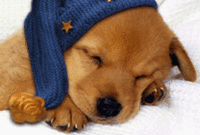 Gute Nacht Gif 4  Gute Nacht, Süße Träume Bilder, Lustige Gute Nacht in Lustig Süß Gute Nacht Bilder