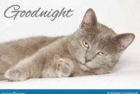 Gute Nacht Karte Mit Katze Stockbild. Bild Von Goodnight - 51882959 bei Gute Nacht Katze