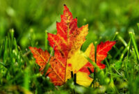 Hintergrundbild Für Handys: Blätter, Herbst, Pflanzen, 29890 Bild mit Handy Hintergrundbilder Herbst