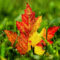 Hintergrundbild Für Handys: Blätter, Herbst, Pflanzen, 29890 Bild mit Handy Hintergrundbilder Herbst