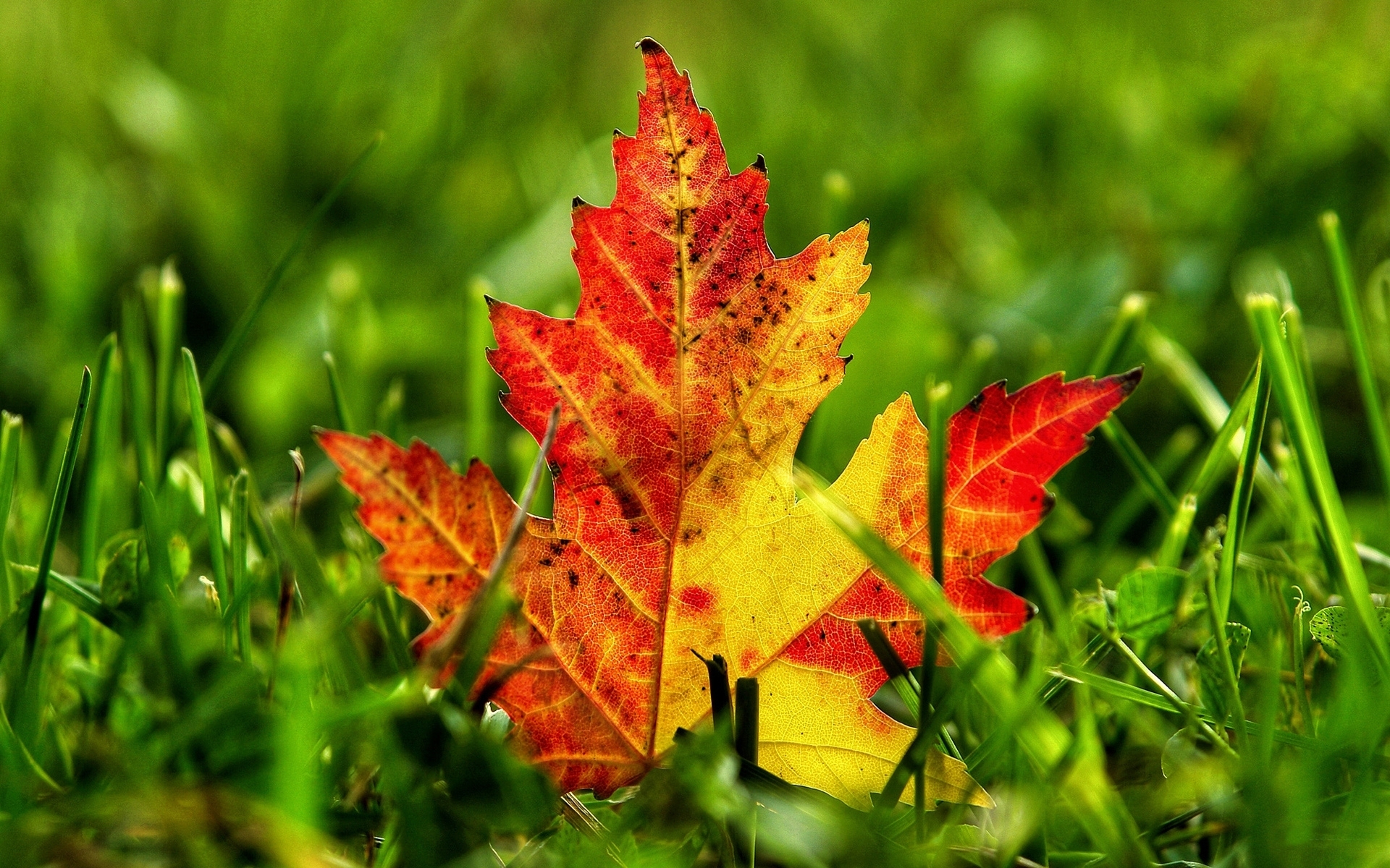 Hintergrundbild Für Handys: Blätter, Herbst, Pflanzen, 29890 Bild mit Handy Hintergrundbilder Herbst