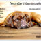 Hund Geburtstag Bild Fotos  Changs Online verwandt mit Geburtstagswünsche Hund Kostenlos