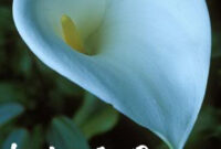 Liebe Grüße Whatsapp Und Facebook Gb Bilder- Gb Pics-Liebe Grüsse Gb bei Bild Liebe Grüße