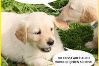 Lustige Bilder Spruche Hunde  Lustige Sprüche in Lustige Sprüche Bilder Kostenlos