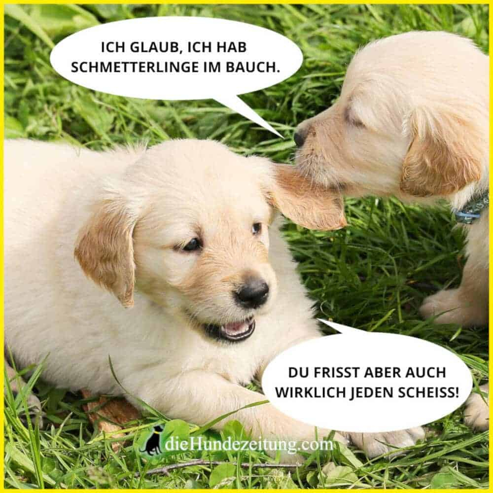 Lustige Bilder Spruche Hunde  Lustige Sprüche in Lustige Sprüche Bilder Kostenlos