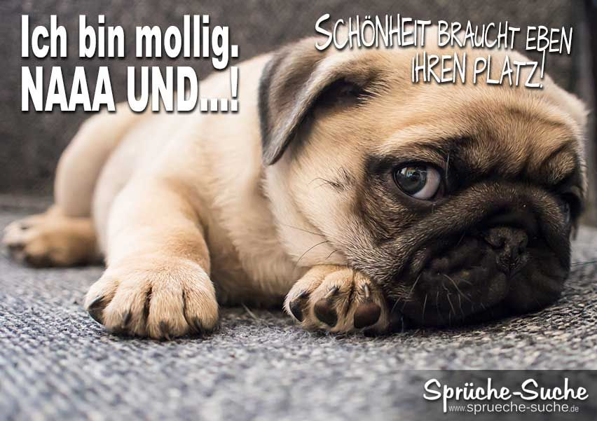 Lustiger Spruch Mit Hund - Schönheit Braucht Platz - Sprüche-Suche Pug innen Totlachen Lustige Hundebilder