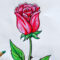 Malen Lernen: Rose. Blumen Zeichnen Lernen Für Anfänger Mit Bleistift bei Blumen Einfach Malen