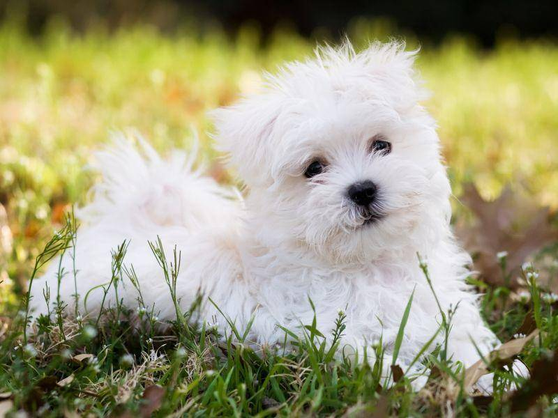 Malteser-Welpen: Flauschig, Klein Und Süß ganzes Hunde Welpen Süß