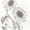Malvorlagen Sonnenblumen Zeichnen  Malvorlagen ganzes Bleistift Blumen Zeichnen