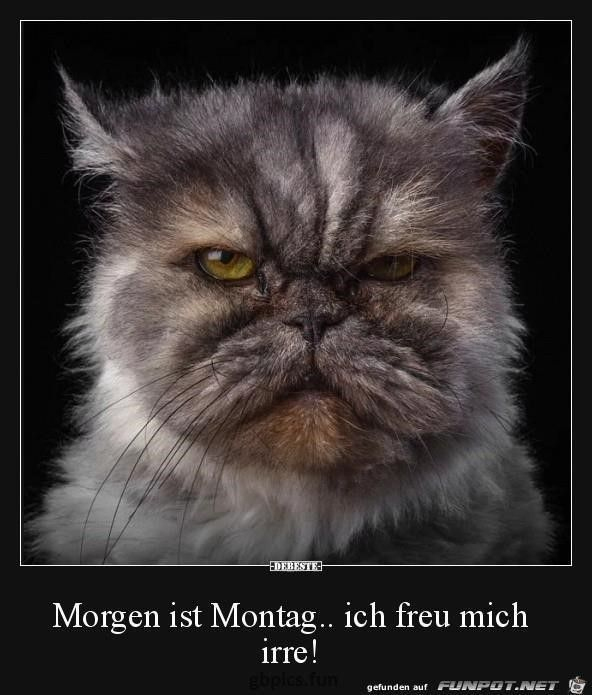 Montag Lustig Witzig Bild Bilder Spruch Sprüche Kram Animals And Pets in Witzig Montag Lustig