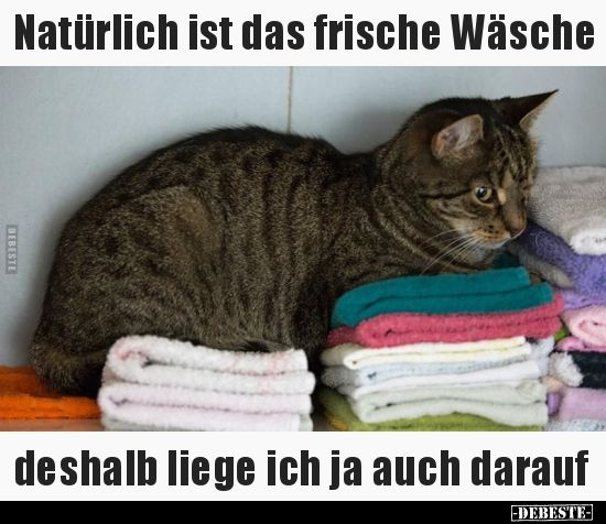 Natürlich Ist Das Frische Wäsche..  Lustige Bilder, Sprüche, Witze über Sarkastisch Katzen Sprüche Lustig
