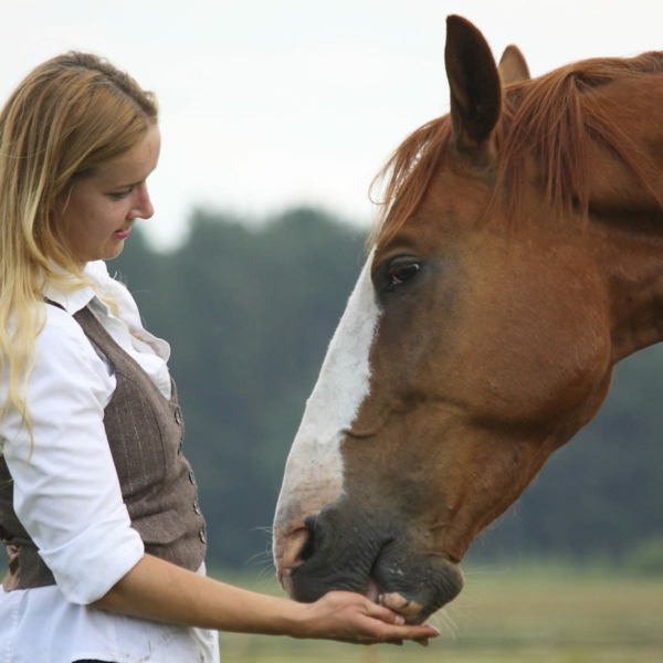 Pferdeleckerlies Selber Machen: Tipps Und 3 Einfache Und Schnelle Rezepte für Pferdeleckerlies Selber Machen