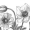 Pin Auf Bleistiftzeichnungen in Bleistift Blumen Zeichnen